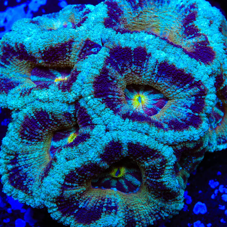 TSA Purple Swirl Acan Coral