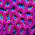 TSA Pysch Ward  Blastomussa Coral