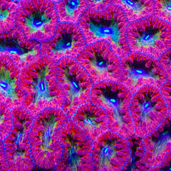 TSA Pysch Ward  Blastomussa Coral