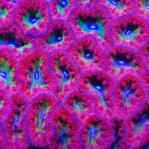 TSA Pysch Ward  Blastomussa Coral