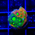 TSA Rain Dance Favia Coral