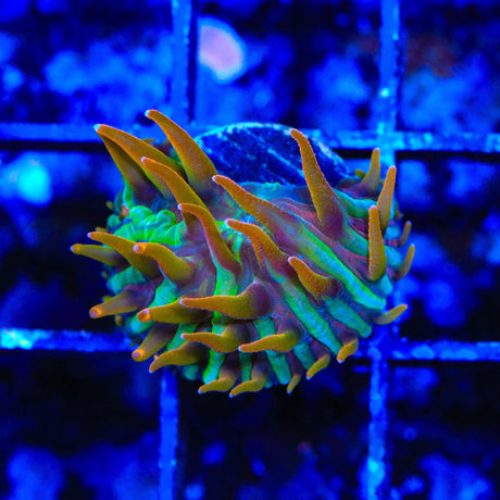 TSA Rainbow Blanka Aquacultured Plate Coral