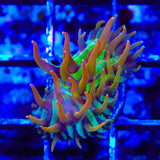 TSA Rainbow Blanka Aquacultured Plate Coral
