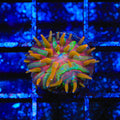 TSA Rainbow Blanka Aquacultured Plate Coral