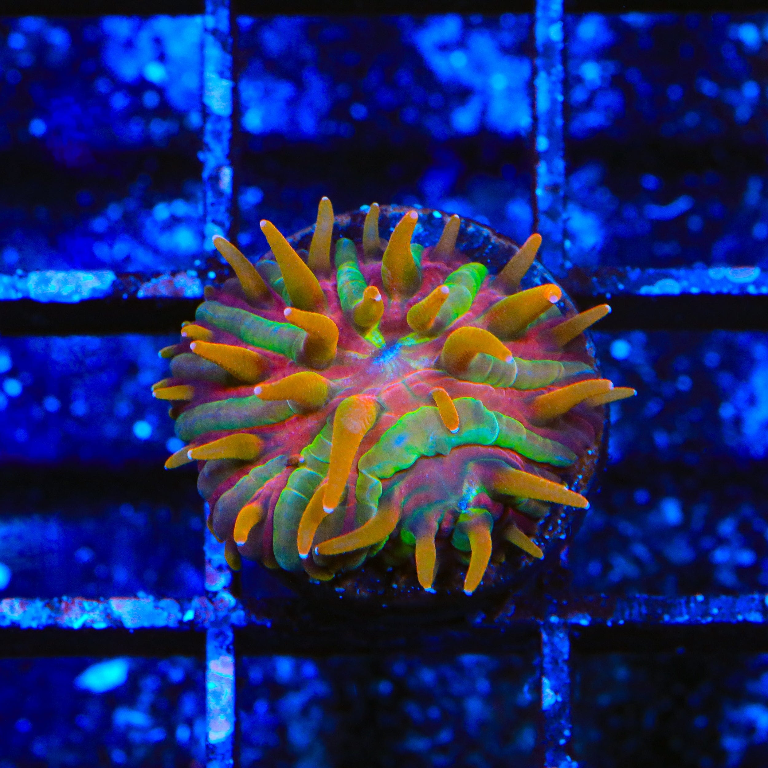 TSA Rainbow Blanka Aquacultured Plate Coral