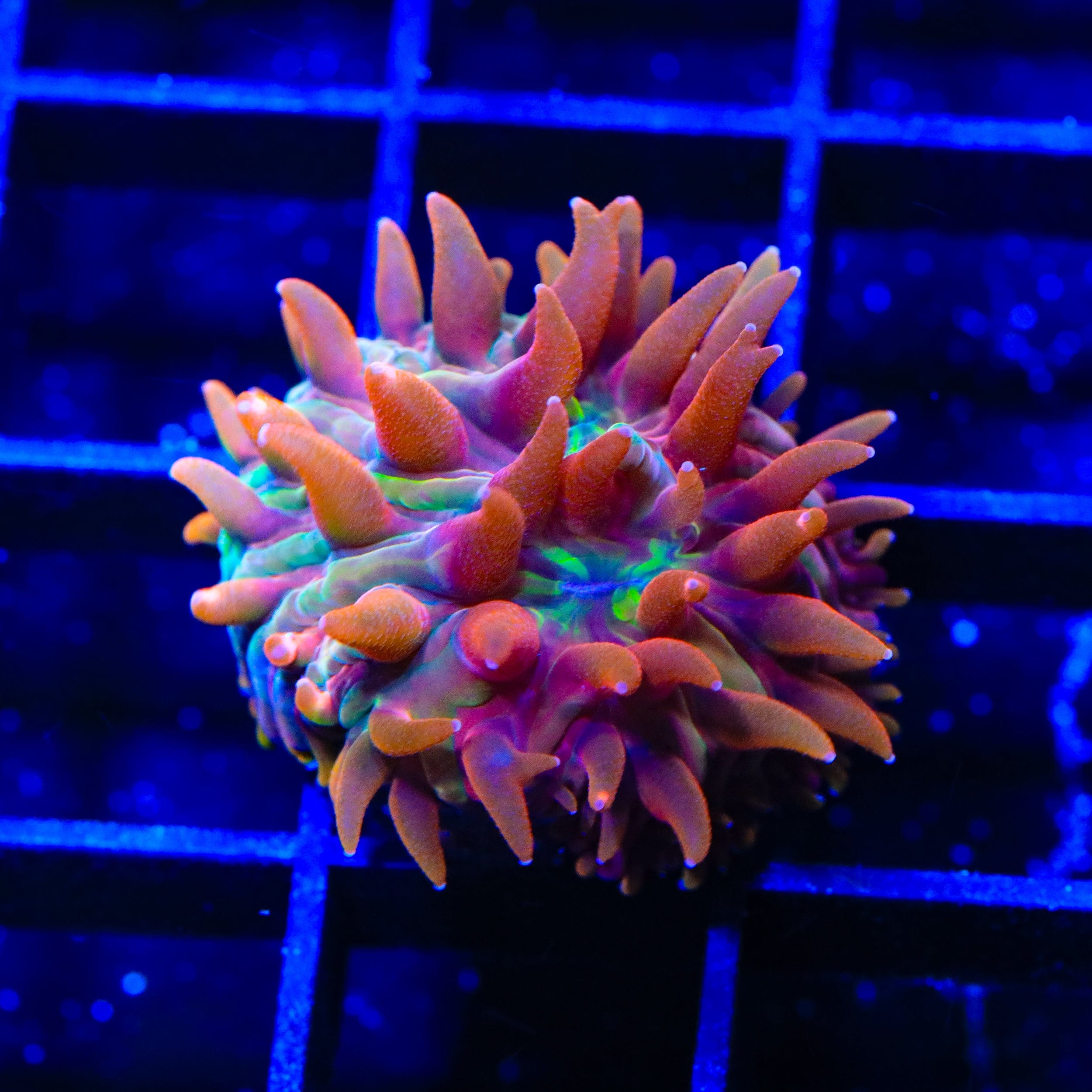 TSA Rainbow Blanka Aquacultured Plate Coral