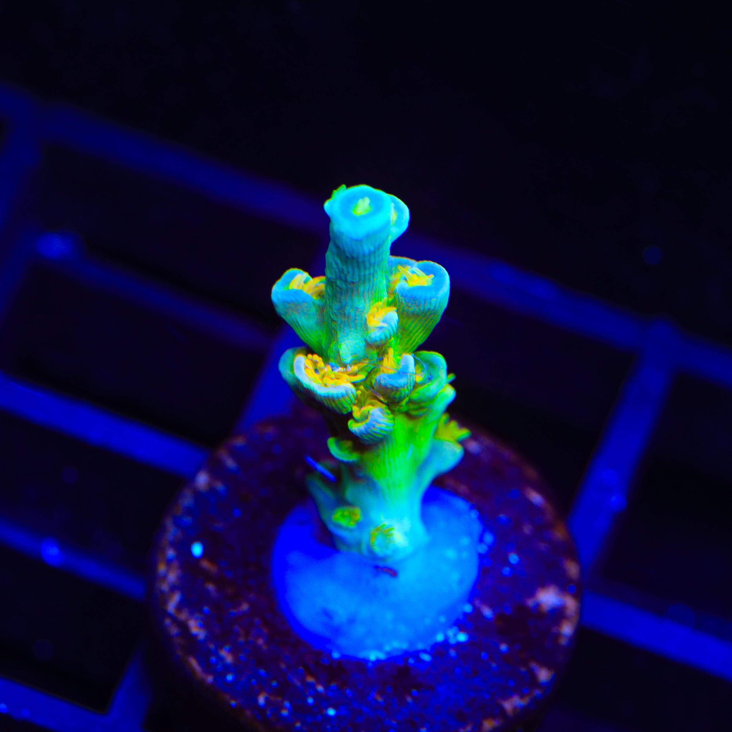 TSA Rainbow Blanka Aquacultured Plate Coral