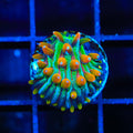 TSA Rainbow Blanka Aquacultured Plate Coral