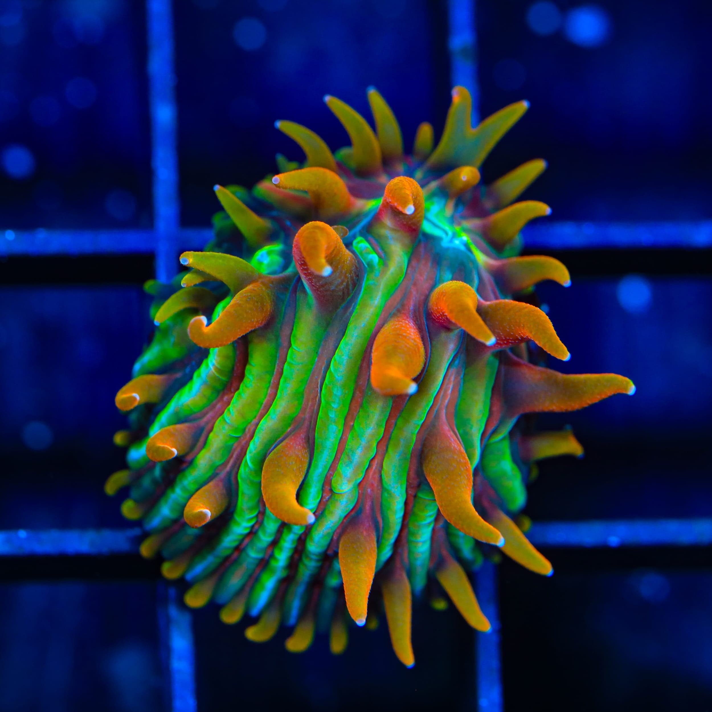 TSA Rainbow Blanka Aquacultured Plate Coral
