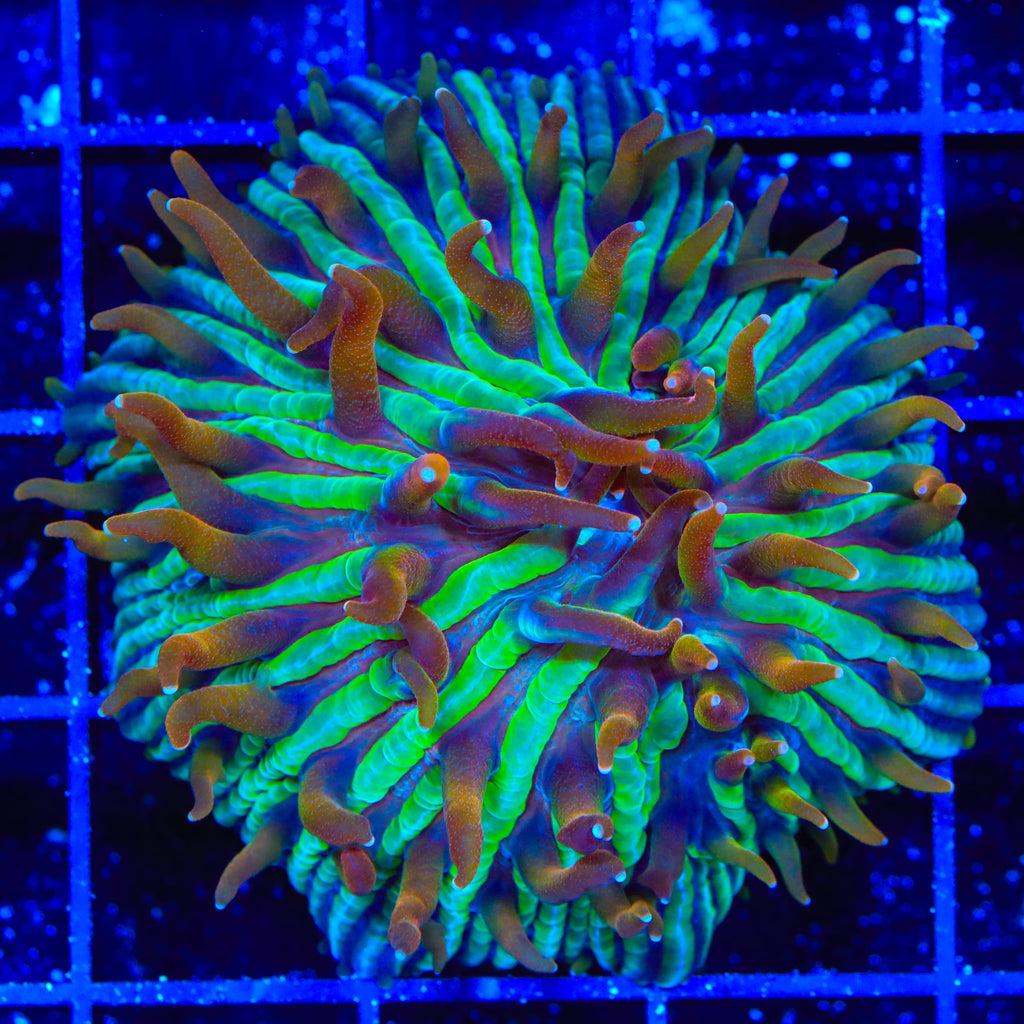 TSA Rainbow Blanka Aquacultured Plate XL Frag Coral