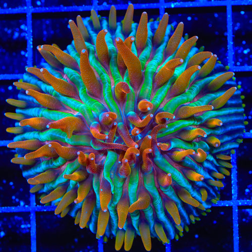 TSA Rainbow Blanka Aquacultured Plate XL Frag Coral