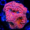 TSA Rainbow Brite Blastomussa Coral