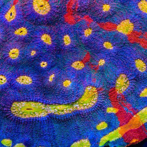 TSA Rainbow Clouds Chalice Coral