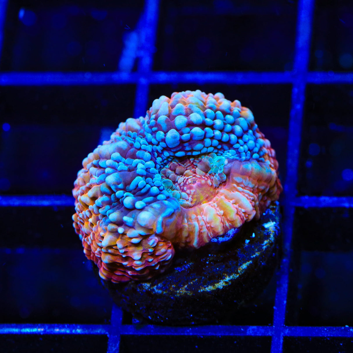 TSA Rainbow Dip Bowerbankii Coral