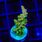TSA Rainbow Fever Acropora Coral