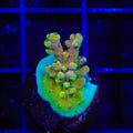 TSA Rainbow Fever Acropora Coral