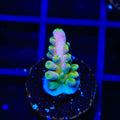 TSA Rainbow Fever Acropora Coral