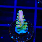 TSA Rainbow Fever Acropora Coral
