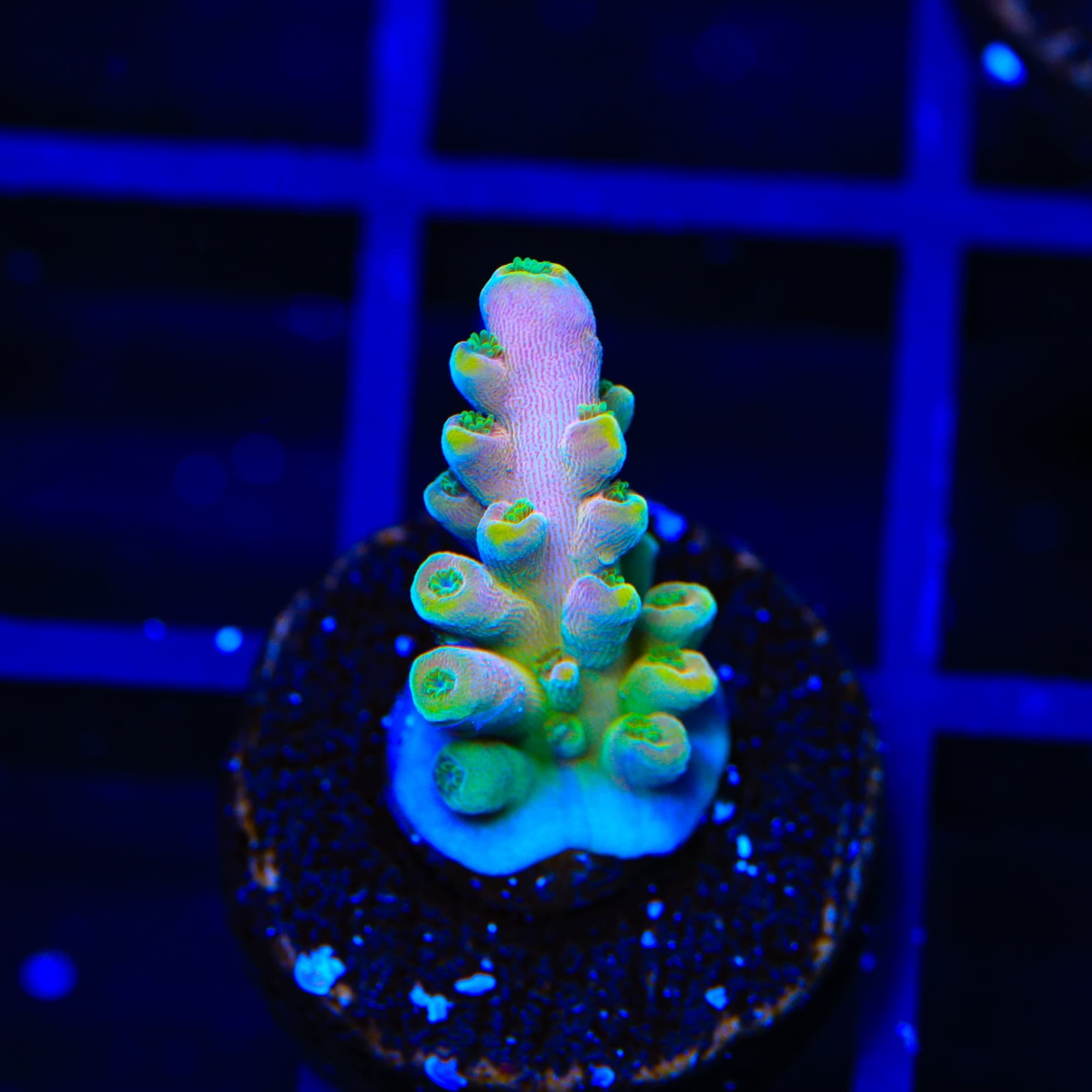 TSA Rainbow Fever Acropora Coral