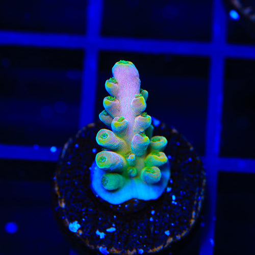 TSA Rainbow Fever Acropora Coral