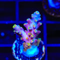 TSA Rainbow Fever Acropora Coral