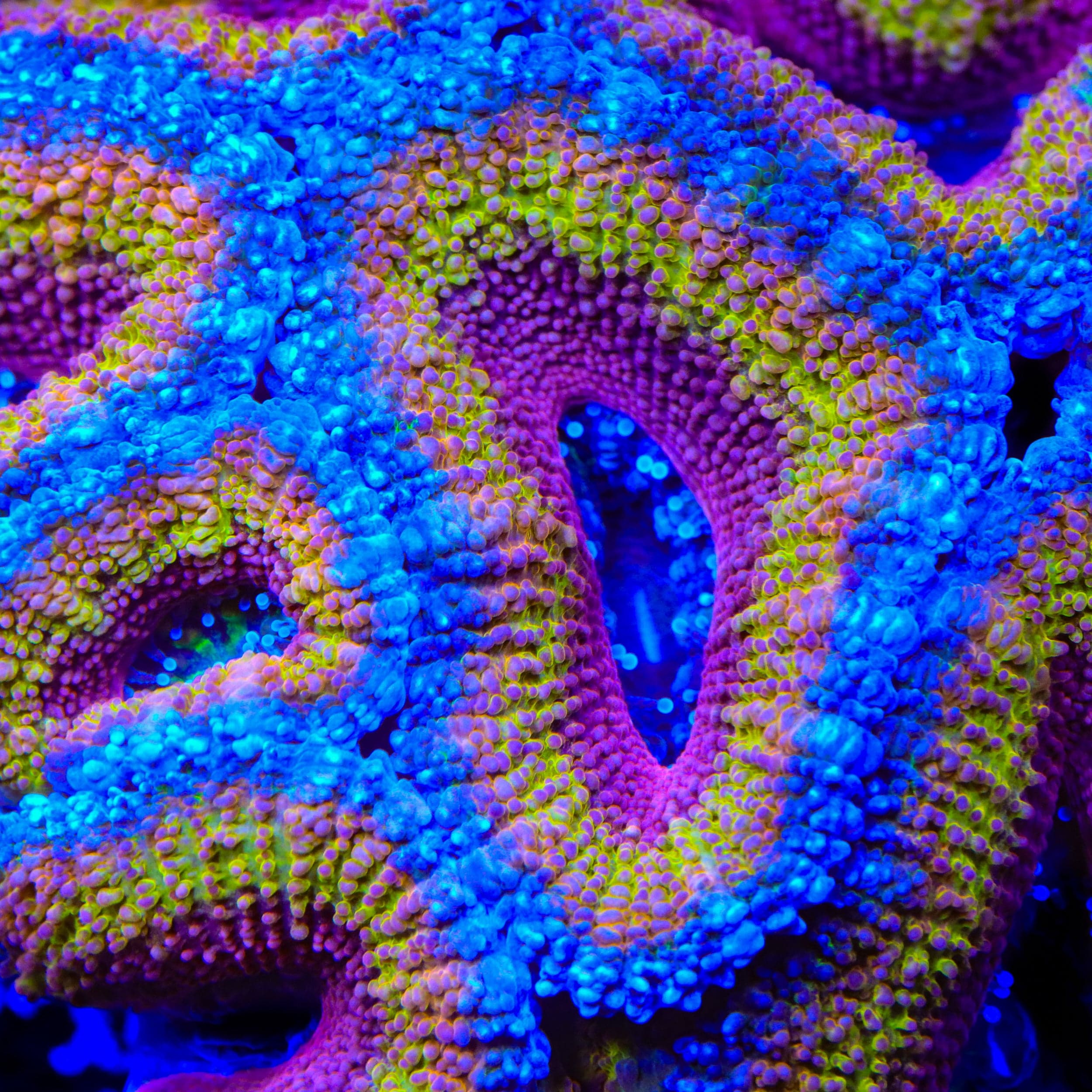 TSA Rainbow Hurricane Acan Coral – Top Shelf Aquatics