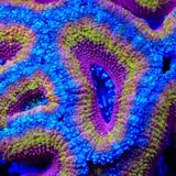 TSA Rainbow Hurricane Acan Coral