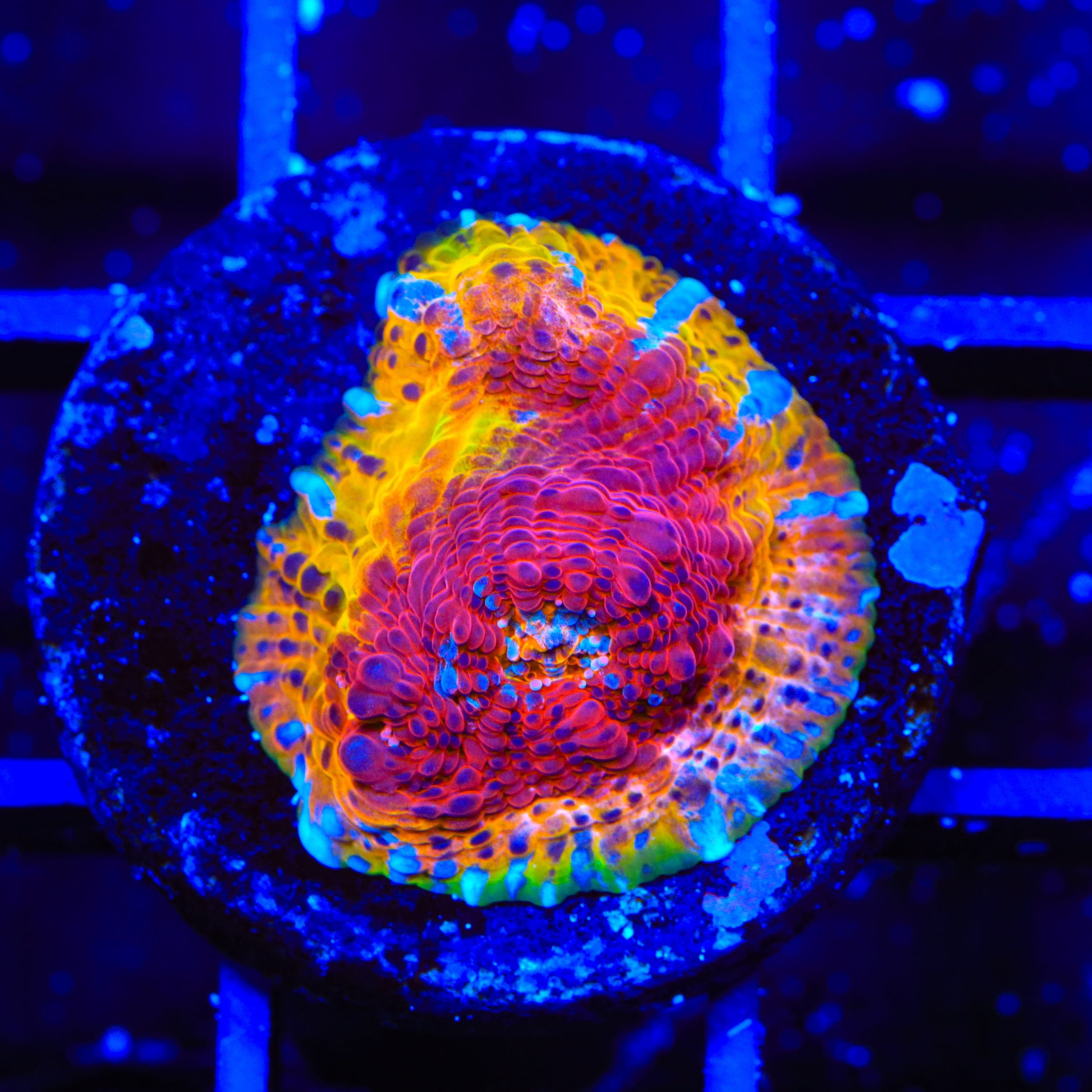 TSA Rainbow Inferno Chalice Coral – Top Shelf Aquatics