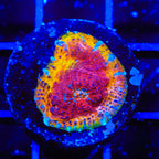 TSA Rainbow Inferno Chalice Coral