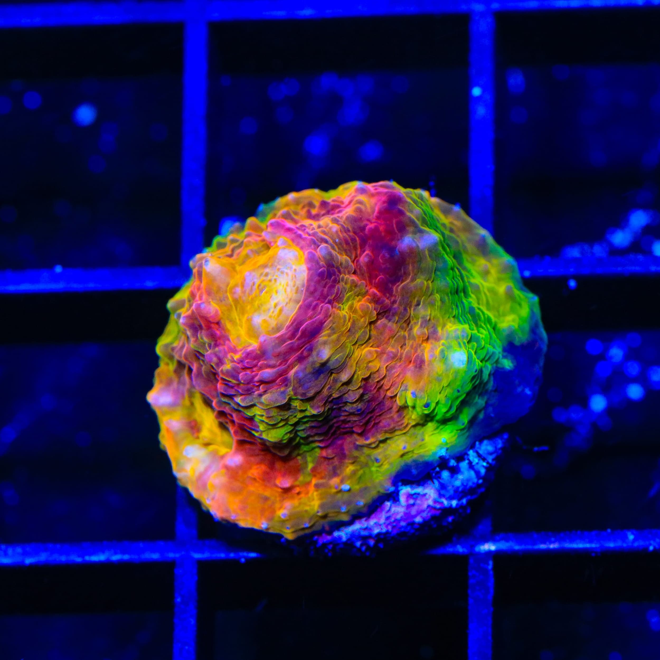 TSA Rainbow Inferno Chalice Coral