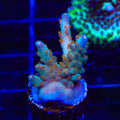 TSA Rainbow Inferno Chalice Coral