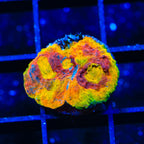 TSA Rainbow Inferno Chalice Coral