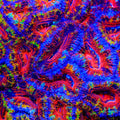 TSA Rainbow Jolly Acan Coral