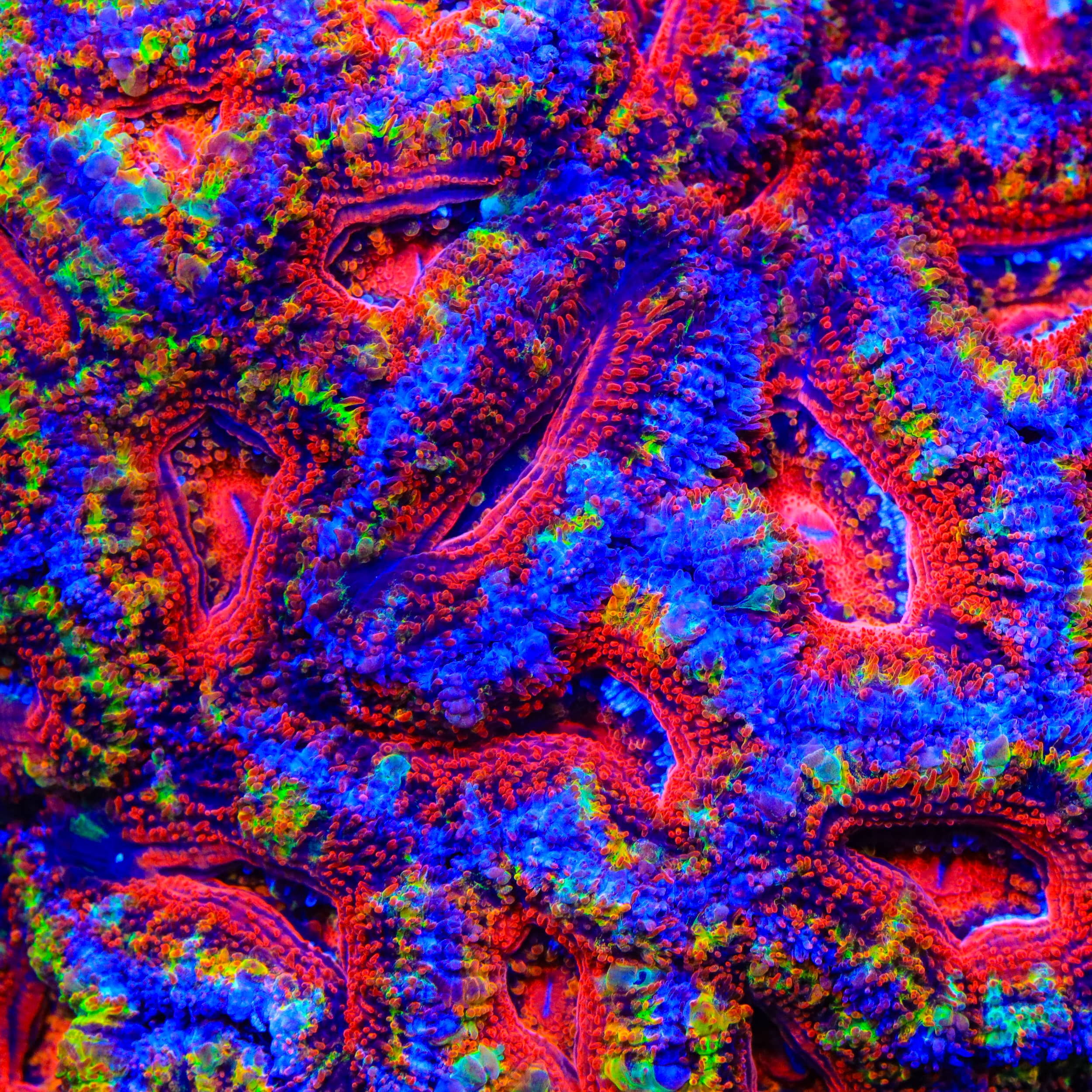 TSA Rainbow Jolly Acan Coral