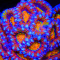 TSA Rainbow Killer Acan Coral