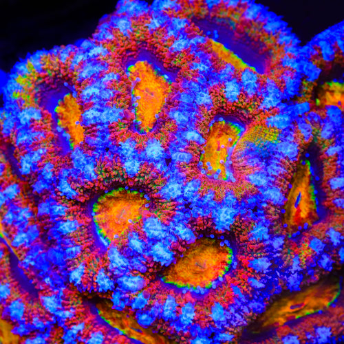 TSA Rainbow Killer Acan Coral