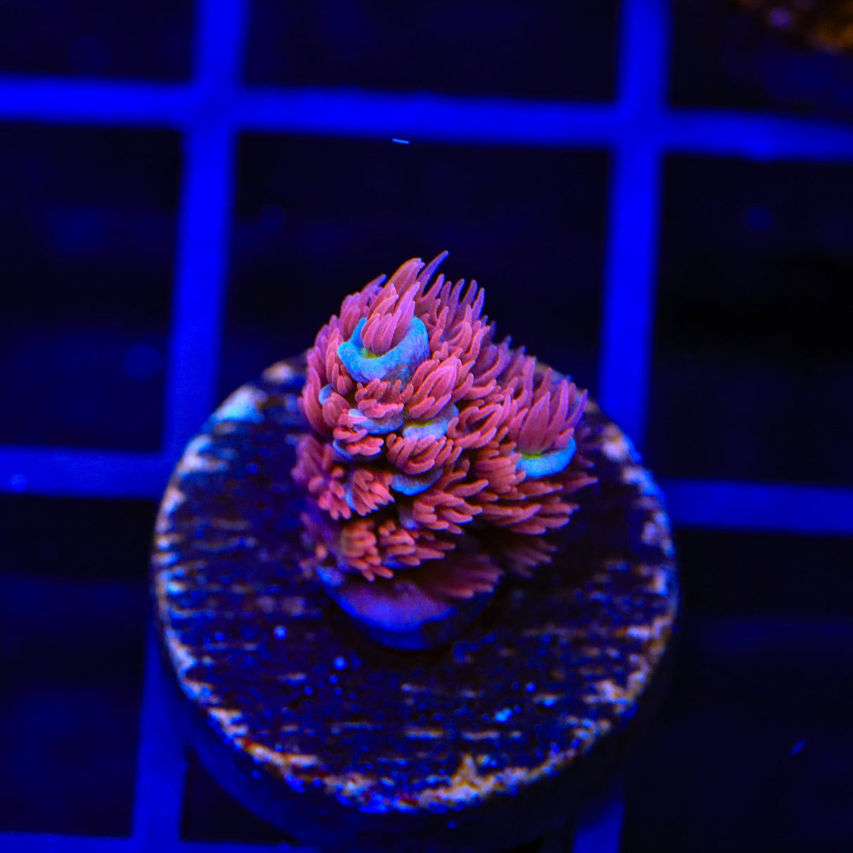 TSA Rainbow Raspberry Tenuis Acropora Coral