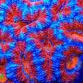 TSA Rainbow River Acan Coral
