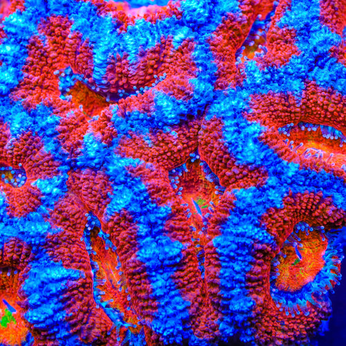 TSA Rainbow River Acan Coral