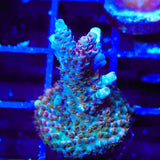 TSA Rainbow Sherbet Acropora Coral