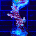 TSA Rainbow Sherbet Acropora Coral