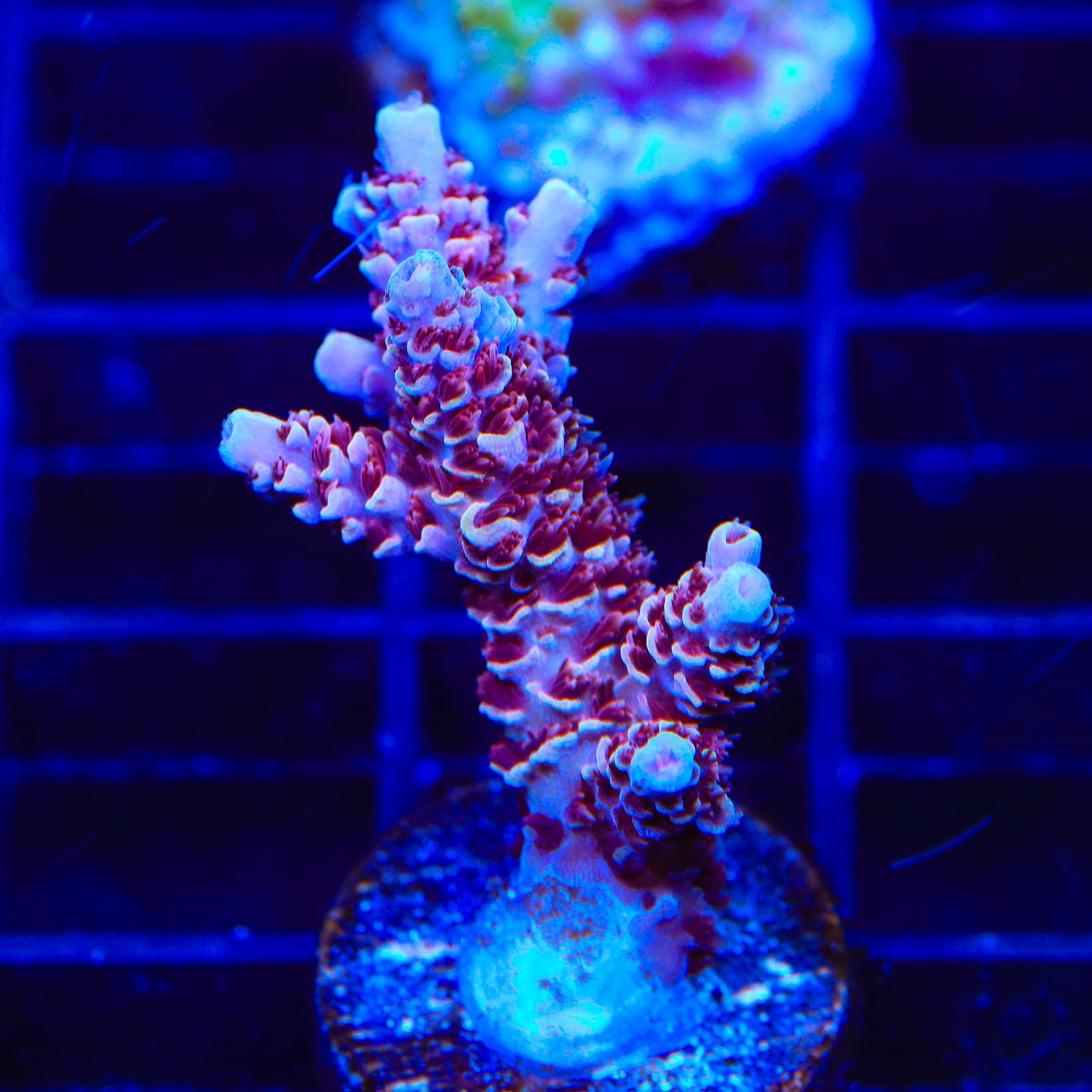 TSA Rainbow Sherbet Acropora Coral