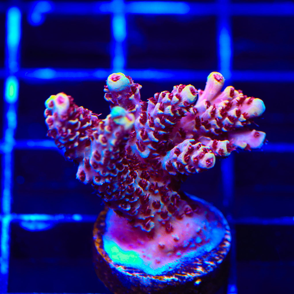 TSA Rainbow Sherbet Acropora Coral