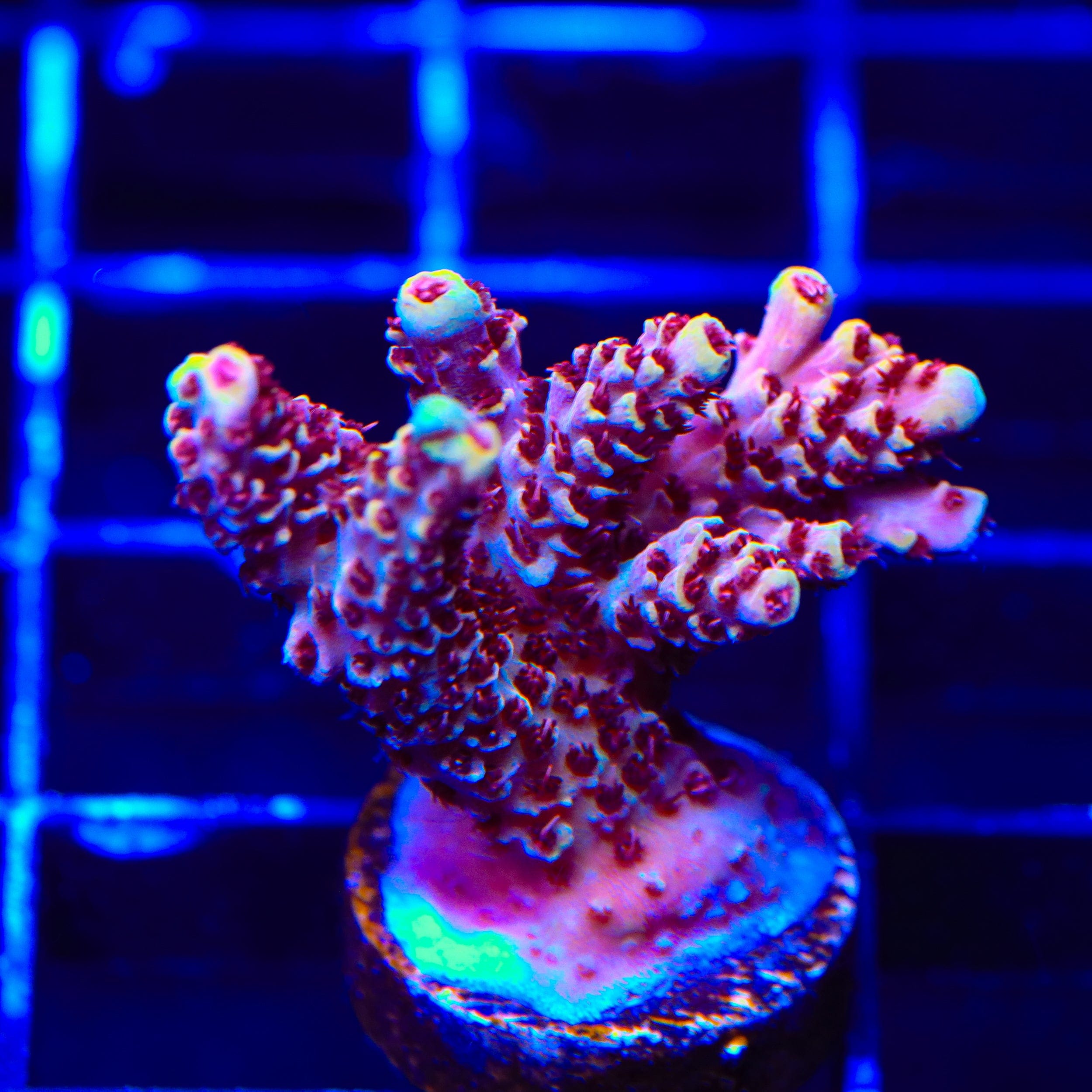 TSA Rainbow Sherbet Acropora Coral