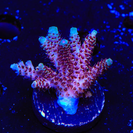 TSA Rainbow Sherbet Acropora XL Frag Coral