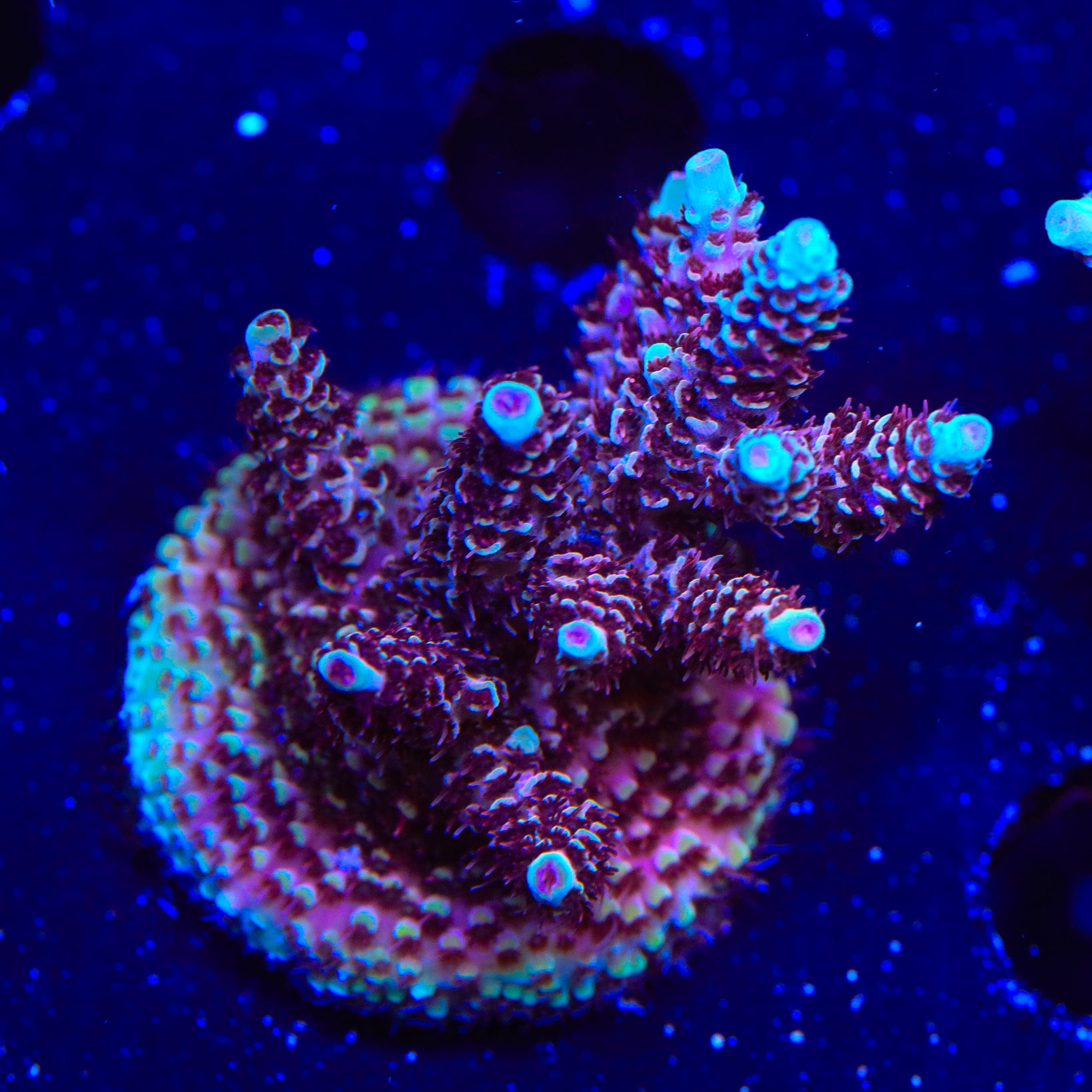 TSA Rainbow Sherbet Acropora XL Frag Coral