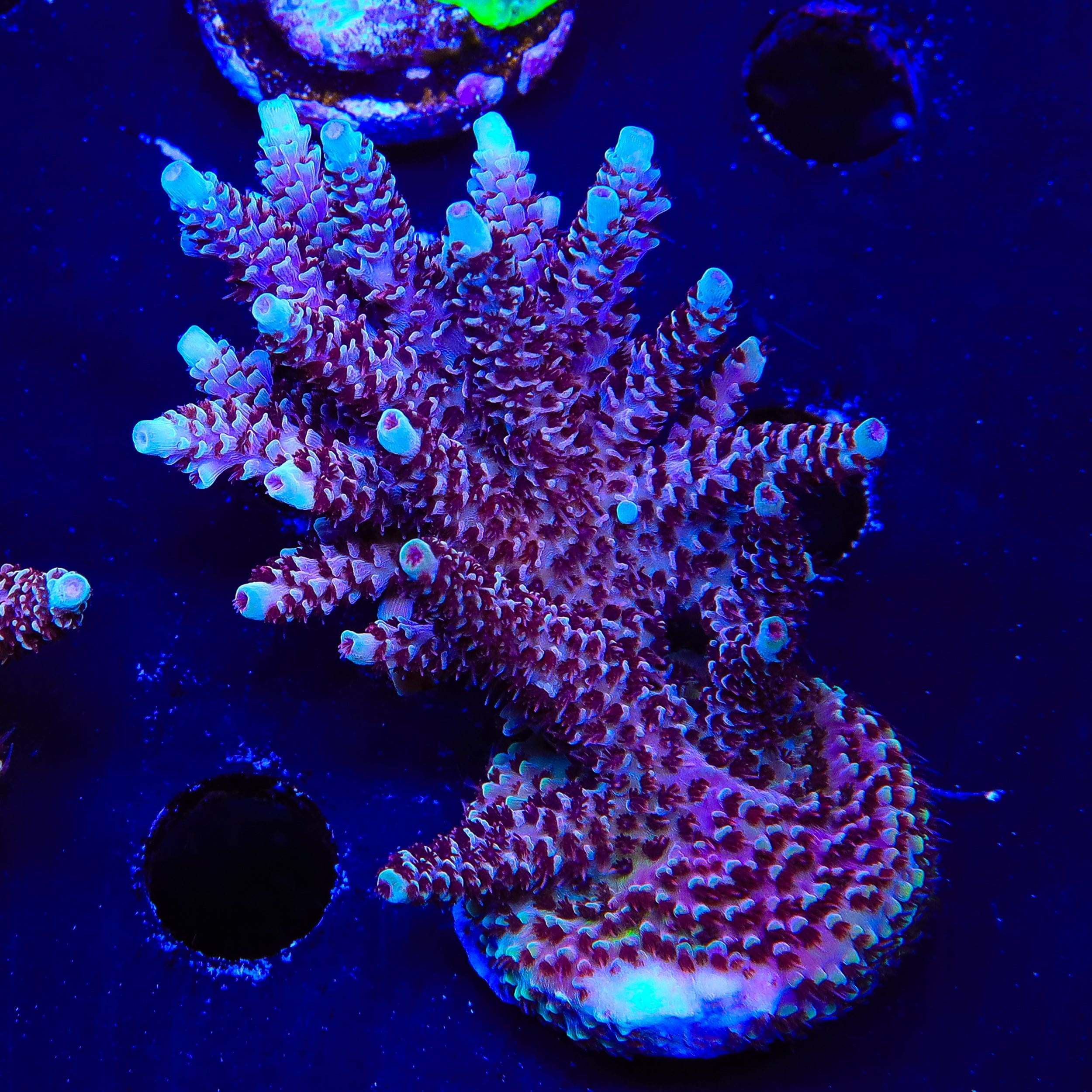 TSA Rainbow Sherbet Acropora XL Frag Coral