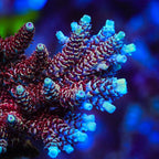 TSA Rainbow Sherbet Acropora XL Frag Coral