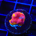 TSA Rainbow Soup Chalice Coral