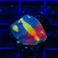 TSA Rainbow Soup Chalice Coral